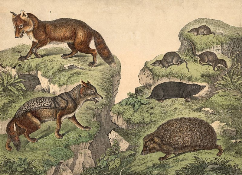 Predators (left) and insectivores: jackal, Canis aureus, fox, Vulpes vulgaris, hedgehog, Erinaceus europaeus, shrew, Sorex vulgaris, water shrew, Grossopus fodiens, eyelash shrew, Pachyura etrusca, mole, Talpa europaea, school picture, authentic reproduction of a school mural, around 1900, exact date unknown, historical