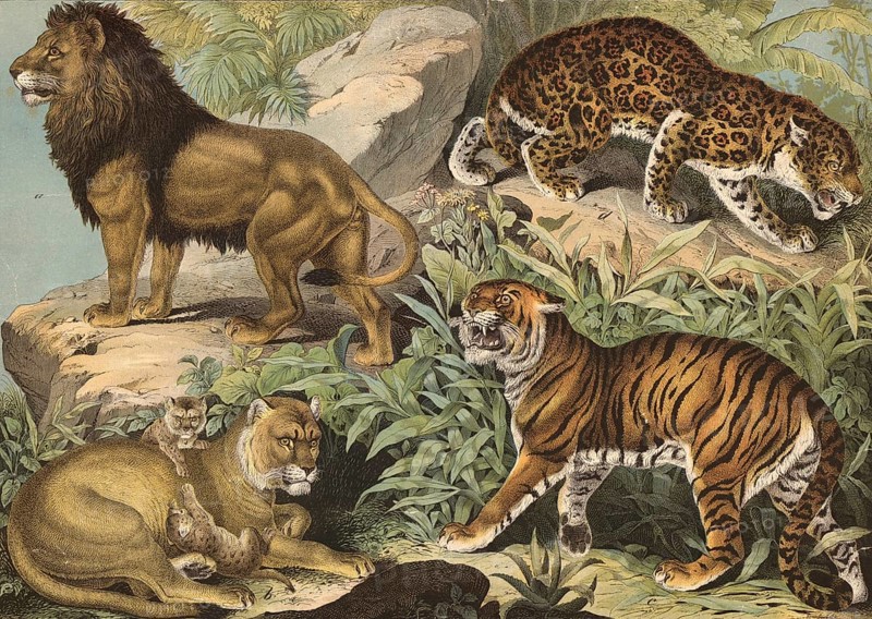 Predators: lion and lioness, Felis leo, tiger, Felis tigris, jaguar, Felis onca, school picture, authentic reproduction of a school mural, around 1900, exact date unknown, historical
