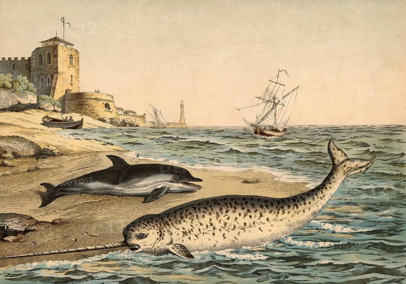 Animals: Narwhal, Monodon monoceros and dolphin, Dolphinus delphis, school painting, authentic reproduction of a school mural, around 1900, exact date unknown, historical