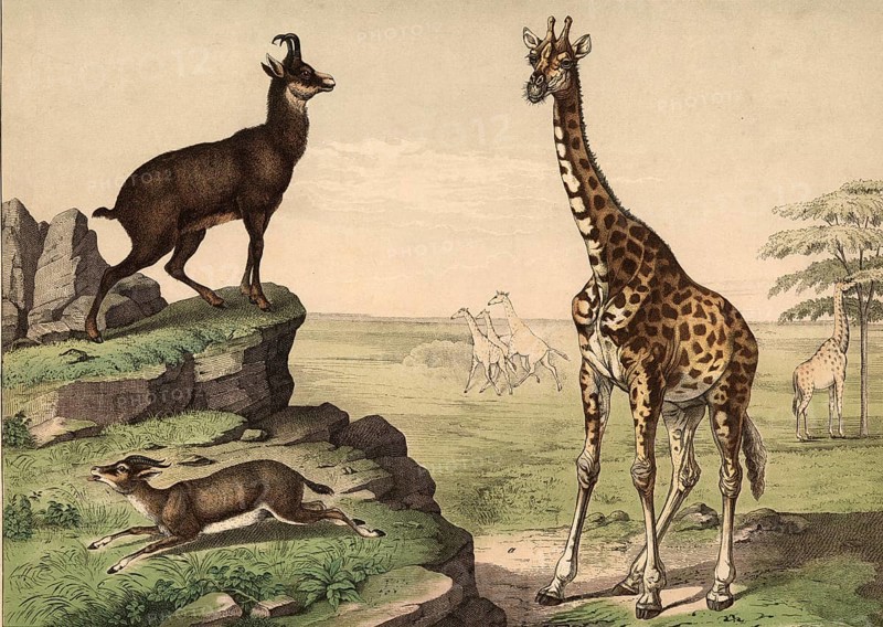 Animals, ruminants: giraffe, Camelopardis girafa, chamois, Capella rupicapra, gazelle, gazella dorcas, school painting, authentic reproduction of a school mural, around 1900, exact date unknown, historical