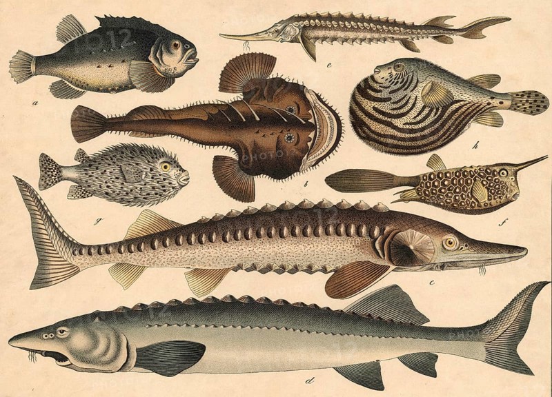 Animals, fish: clubfish or sea hare, Cyclopterus lumpus, frogfish or monkfish, Lophius piscatorius, sturgeon, Acipenser sturio, Hausen, Acipenser huso, Sterlett, Acipenser ruthenus, sea animal, Ostracion cornutus, hedgehog fish, Diodon hystrix, spiny belly, tetrodon stellatus, school picture, authentic reproduction of a school mural, around 1900, exact date unknown, historical