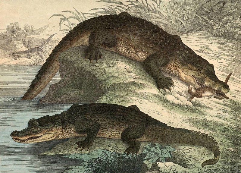 Animals, lizards: caiman, Crocodile lucius, Nile crocodile, crocodilus vulgaris, school picture, authentic reproduction of a school mural, around 1900, exact date unknown, historical