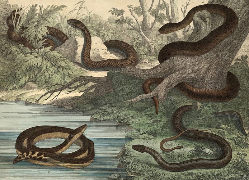 Animals, snakes and lizards: black snake, Coluber Austriacus, snake, Coluber flavescens, sea snake, Pelamis bicolor, slow worm, Anguis fragilis, school picture, authentic reproduction of a school wall painting, around 1900, exact date unknown, historical