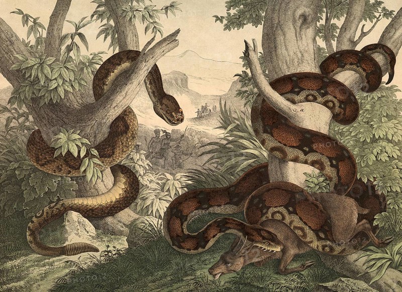 Animals, snakes: rattlesnake, Crotalus horridus, kingsnake or god snake, boa constrictor, school picture, authentic reproduction of a school mural, around 1900, exact date unknown, historical