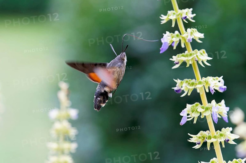 Hummingbird hawk-moth pollinates Coleus flowers