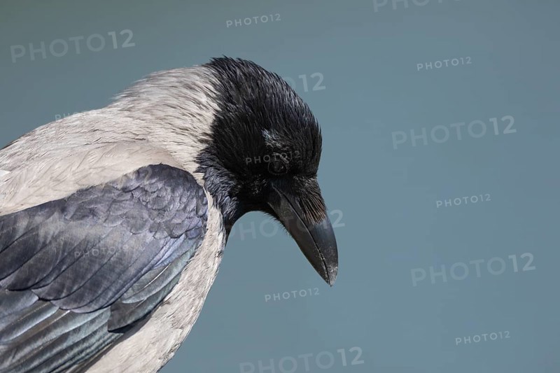 Portrait of a crow on a blue background. Miedzyzdroje, Poland