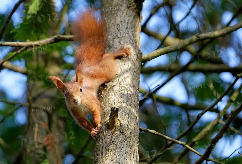 A red squirrel climbs down from the tree and watches with interest. Bad Salzschlirf, Hessen, Germany