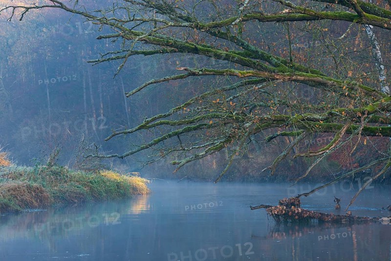 Peaceful river landscape between forest and meadow with mist and calm water in autumn, ray of light falls on a bank, dead wood lies in the river, branches overgrown with moss rise far above the reflecting water, stream, river course, mysterious, mood, atmosphere, soft morning light, sunlight, trees, autumn leaves, morning, English oak (Quercus robur), warm and cool colours, mystical, fog, silence, landscape, nature, autumn, nature reserve, FFH area Ilmenau, Lüneburg, Lower Saxony, Germany
