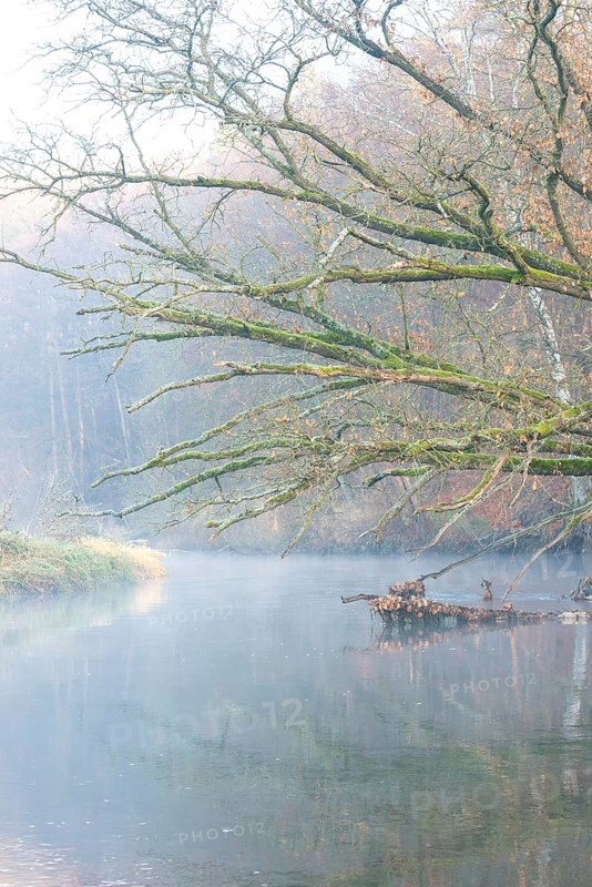 Peaceful river landscape between forest and meadow with mist and calm water in autumn, ray of light falls on a bank, dead wood lies in the river, branches overgrown with moss rise far above the reflecting water, stream, river course, mysterious, mood, atmosphere, soft morning light, sunlight, trees, autumn leaves, morning, English oak (Quercus robur), warm and cool colours, mystical, fog, silence, landscape, nature, autumn, nature reserve, FFH area Ilmenau, Lüneburg, Lower Saxony, Germany