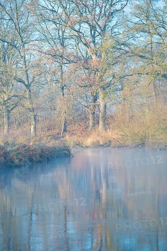 A misty river reflects trees, calm, autumnal atmosphere, peaceful scenery, river landscape with mist, calm water in autumn, waters, stream, river course, mysterious, mood, soft morning light, sunlight, autumn leaves, morning, English oak (Quercus robur), willow (Salix) and black alder (Alnus glutinosa), also black alder or red alder, cool and warm colours, mystical, landscape, pond, lake, nature, nature reserve, FFH area Ilmenau, Lüneburg, Lower Saxony, Germany