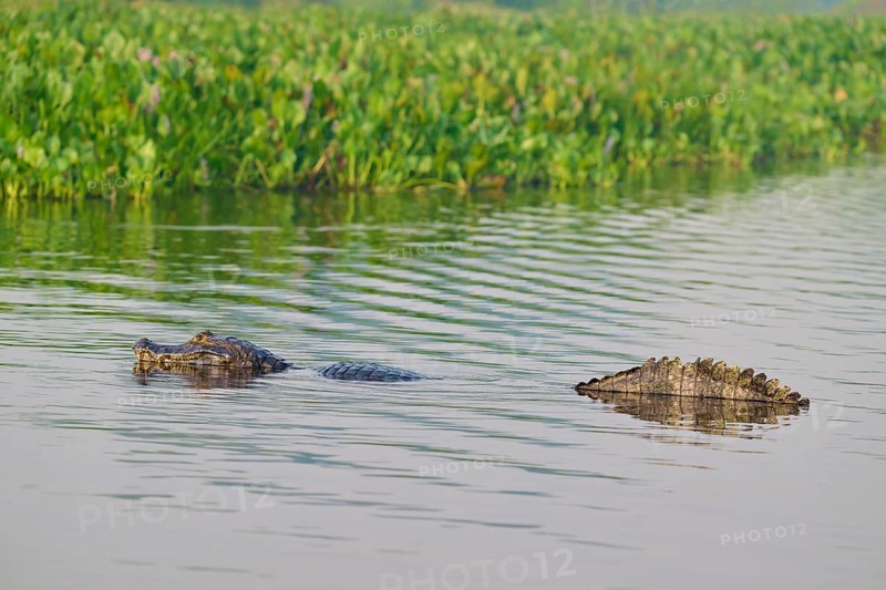 A caiman swimming in the water, surrounded by green plants and a calm atmosphere, spectacled caiman (Caiman yacare, Caiman crocodilus yacare), Pantanal, Mato Grosso, Brazil
