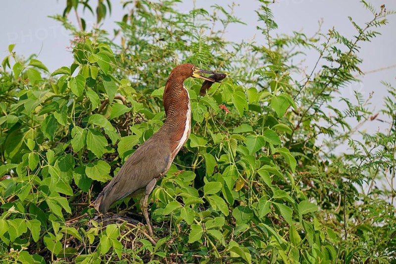 A bird on a green branch, surrounded by leaves, in the wild with prey in its beak, Marbled Heron (Tigrisoma lineatum), Pantanal, Mato Grosso, Brazil