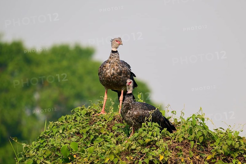 Two birds on a leaf-covered hill against a blue sky, Collared Weaver (Chauna torquata), Pantanal, Mato Grosso, Brazil