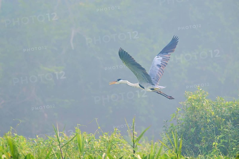 A heron flies over green vegetation in the mist, Cocoi Heron (Ardea cocoi), Pantanal, Mato Grosso, Brazil
