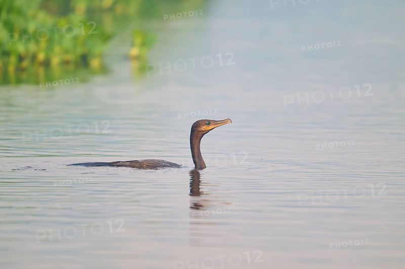A bird swimming in clear water near a green shoreline, Olive Cormorant (Phalacrocorax olivaceus), Pantanal, Mato Grosso, Brazil