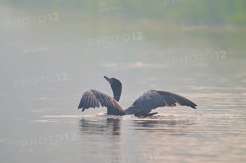 A bird with outstretched wings swimming on a misty body of water in a calm environment, Olive Cormorant, (Phalacrocorax olivaceus), Pantanal, Mato Grosso, Brazil