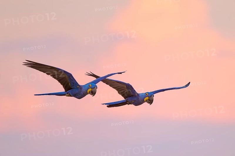 Two blue macaws in harmonious flight against a pink sunset sky, Hyacinth Macaw (Anodorhynchus hyacinthinus), Pantanal, Mato Grosso, Brazil