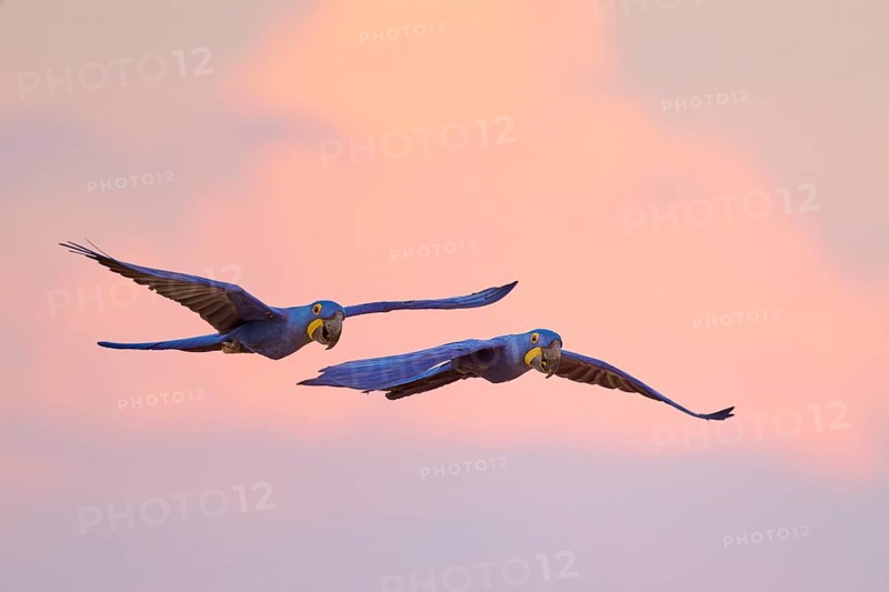 Blue sky at sunset, two macaws in elegant flight with pink clouds in the background, Hyacinth Macaw (Anodorhynchus hyacinthinus), Pantanal, Mato Grosso, Brazil