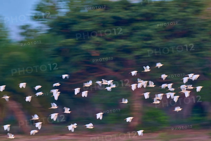White birds flying in front of a dense green forest, blur creates movement, Cattle Egret (Bubulcus ibis), Pantanal, Mato Grosso, Brazil