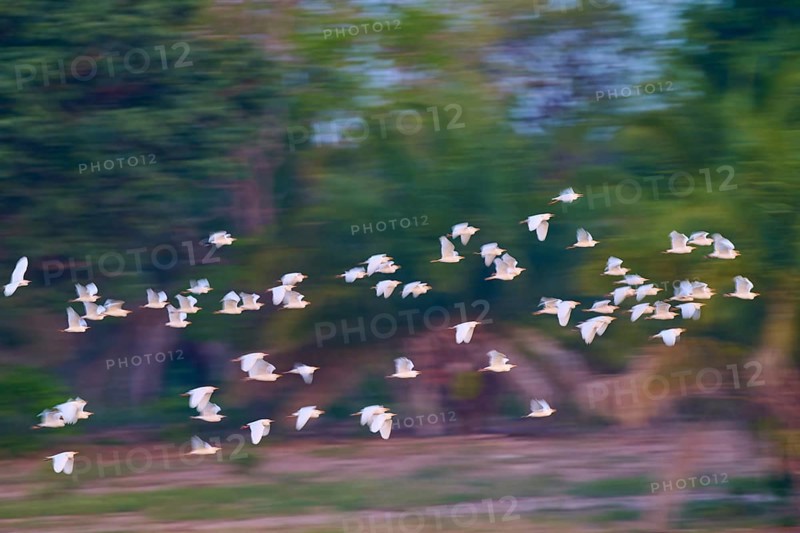 A multitude of birds in flight against a morning tree sky, Cattle Egret (Bubulcus ibis), Pantanal, Mato Grosso, Brazil