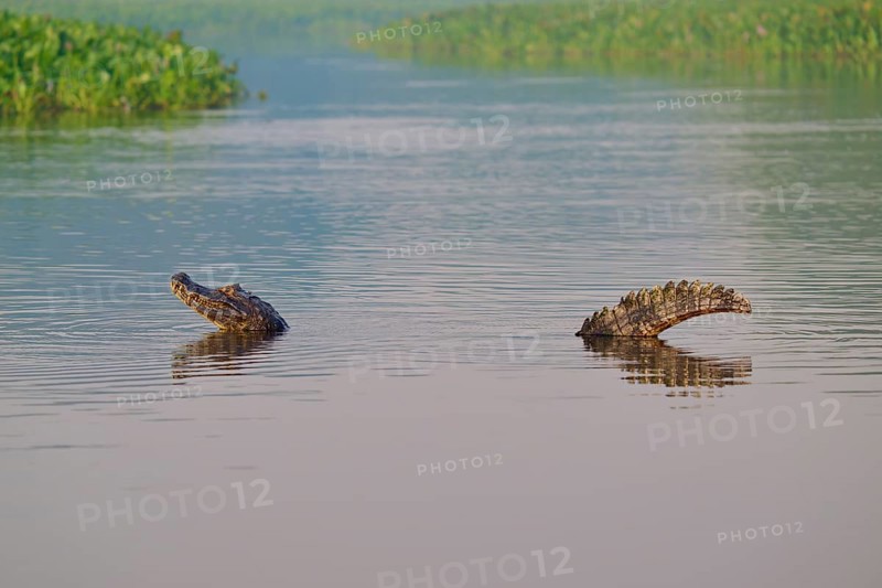 A caiman moves slowly in the water, surrounded by green vegetation, spectacled caiman (Caiman yacare, Caiman crocodilus yacare), Pantanal, Mato Grosso, Brazil