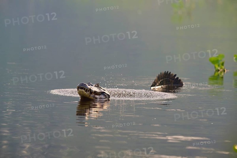 A caiman calling in the water while swimming in a calm water, spectacled caiman (Caiman yacare, Caiman crocodilus yacare), Pantanal, Mato Grosso, Brazil