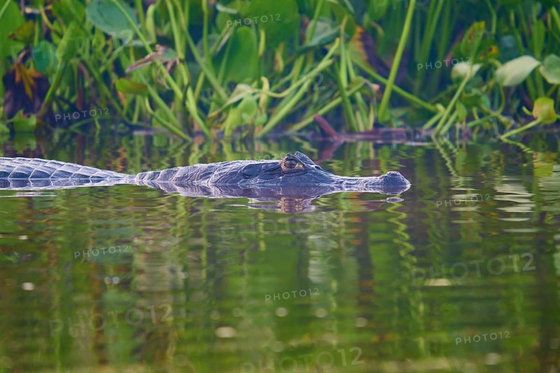 A caiman creeps past water plants, the surroundings green and calming, Spectacled caiman (Caiman yacare, Caiman crocodilus yacare), Pantanal, Mato Grosso, Brazil