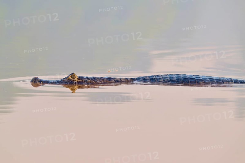 The caiman moves gracefully through calm water, its appearance almost unreal, Spectacled caiman (Caiman yacare, Caiman crocodilus yacare), Pantanal, Mato Grosso, Brazil