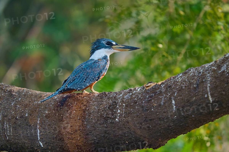 A kingfisher sits attentively on a large branch surrounded by green foliage, Red-breasted Kingfisher (Ceryle torquata), Pantanal, Mato Grosso, Brazil