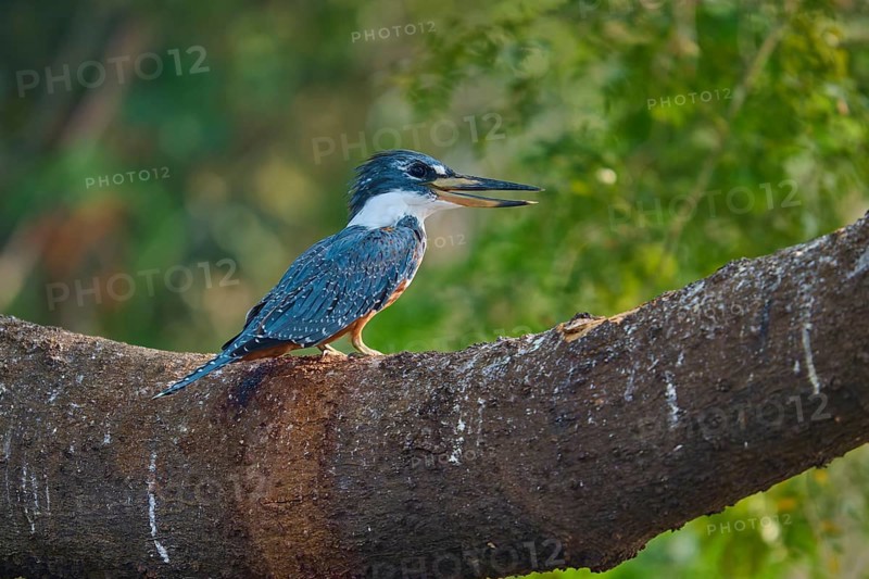 A kingfisher sits on a thick branch and observes the surroundings in the background of green trees, Red-breasted Kingfisher (Ceryle torquata), Pantanal, Mato Grosso, Brazil