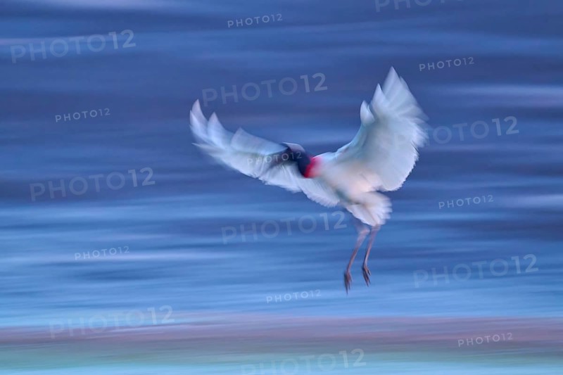 Blurred image of a flying bird spreading its wings, Jabiru (Jabiru mycteria), Pantanal, Mato Grosso, Brazil