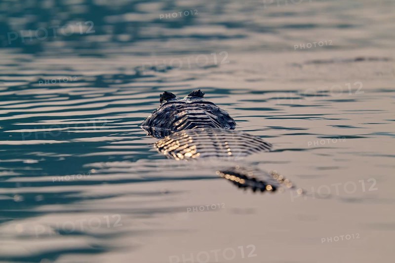 The back of a caiman glides through still water, a peaceful encounter with nature, Spectacled caiman (Caiman yacare, Caiman crocodilus yacare), Pantanal, Mato Grosso, Brazil