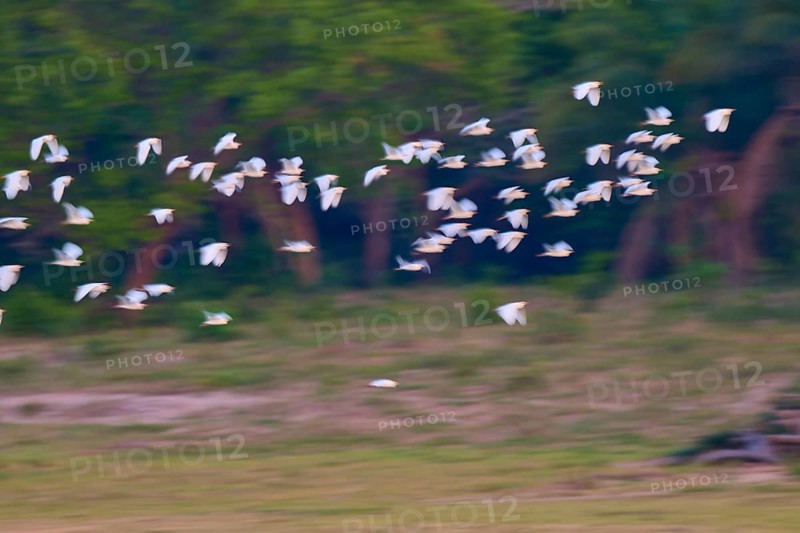 A group of white birds in flight against a green forest background, Cattle Egret (Bubulcus ibis), Pantanal, Mato Grosso, Brazil
