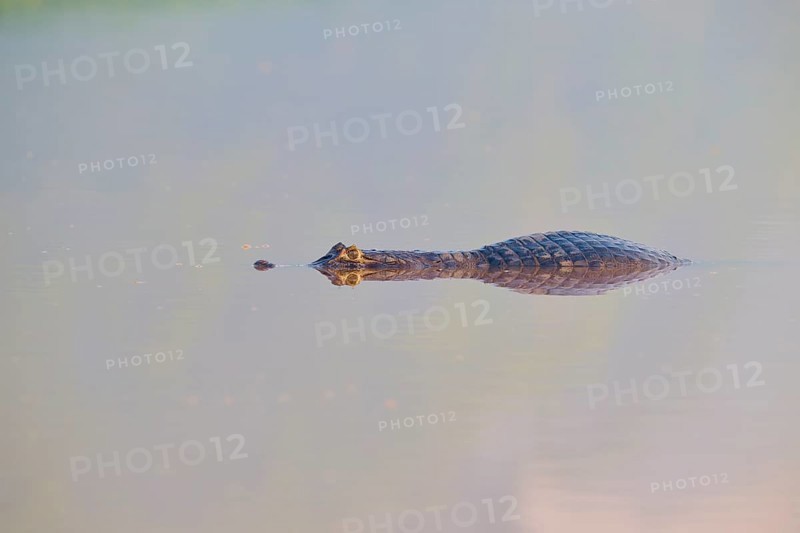 A caiman swims calmly on the water surface, its eyes just above the water, spectacled caiman (Caiman yacare, Caiman crocodilus yacare), Pantanal, Mato Grosso, Brazil