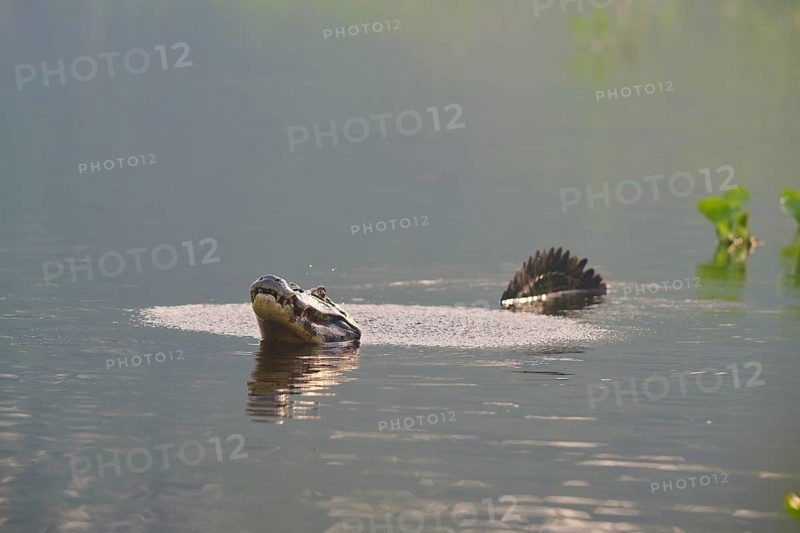 A caiman calling in the calm water with plants in the background for show, spectacled caiman (Caiman yacare, Caiman crocodilus yacare), Pantanal, Mato Grosso, Brazil