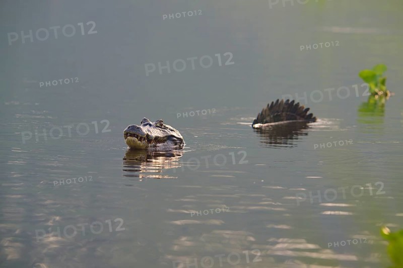 A caiman in the water with its reflection and plants in the background, spectacled caiman (Caiman yacare, Caiman crocodilus yacare), Pantanal, Mato Grosso, Brazil