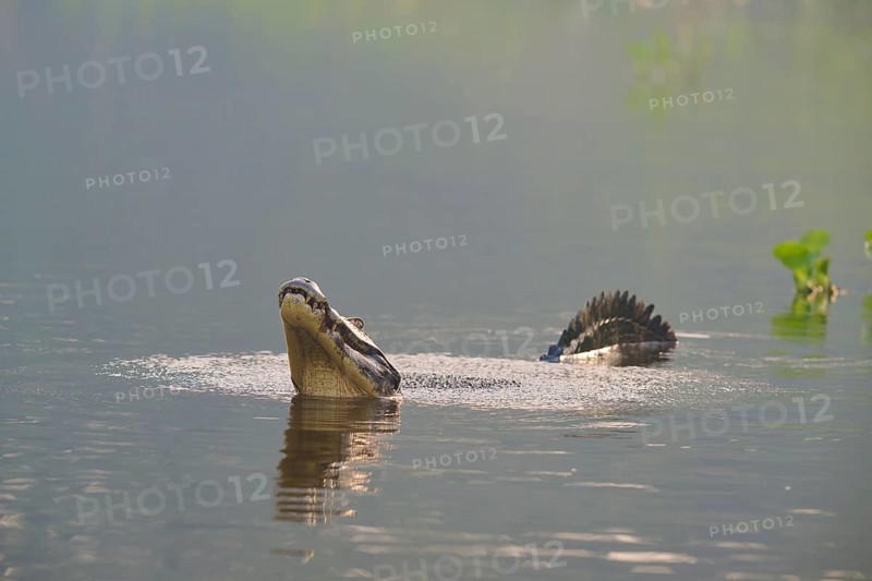 A caiman mating in the water, surrounded by a natural swamp idyll, spectacled caiman (Caiman yacare, Caiman crocodilus yacare), Pantanal, Mato Grosso, Brazil