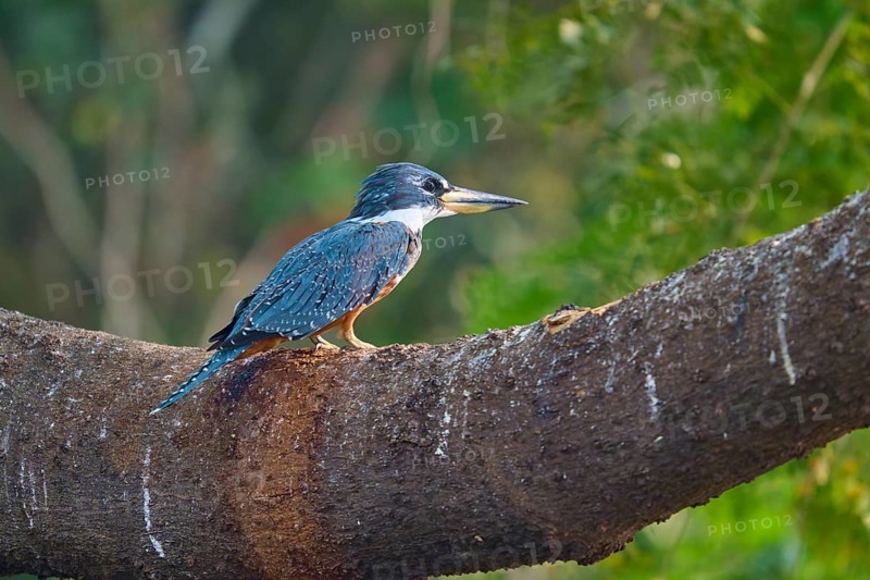 A kingfisher resting on a massive branch surrounded by natural tree elements, Red-breasted Kingfisher (Ceryle torquata), Pantanal, Mato Grosso, Brazil