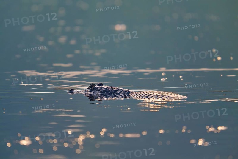A caiman floats quietly on the surface of the water, surrounded by delicate light reflections, Spectacled caiman (Caiman yacare, Caiman crocodilus yacare), Pantanal, Mato Grosso, Brazil