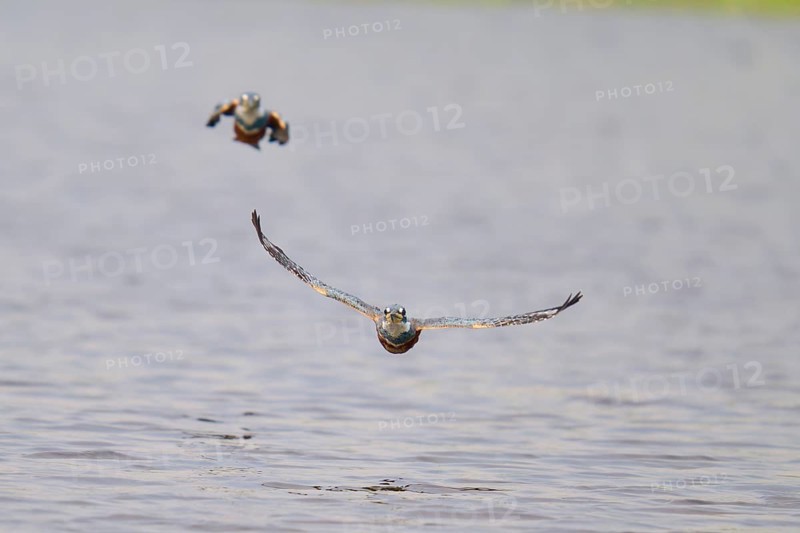 Two kingfishers flying just above calm water in the sky, Red-breasted Kingfisher (Ceryle torquata), Pantanal, Mato Grosso, Brazil