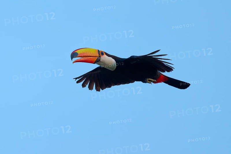 Toucan flying in front of a clear blue sky, giant toucan (Ramphastos toco), Pantanal, Mato Grosso, Brazil