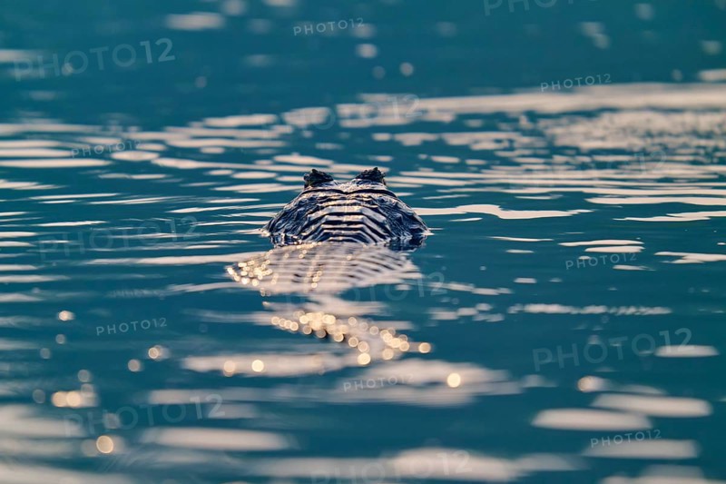 The caiman lies still in the water, surrounded by shining reflections of light, Spectacled caiman (Caiman yacare, Caiman crocodilus yacare), Pantanal, Mato Grosso, Brazil