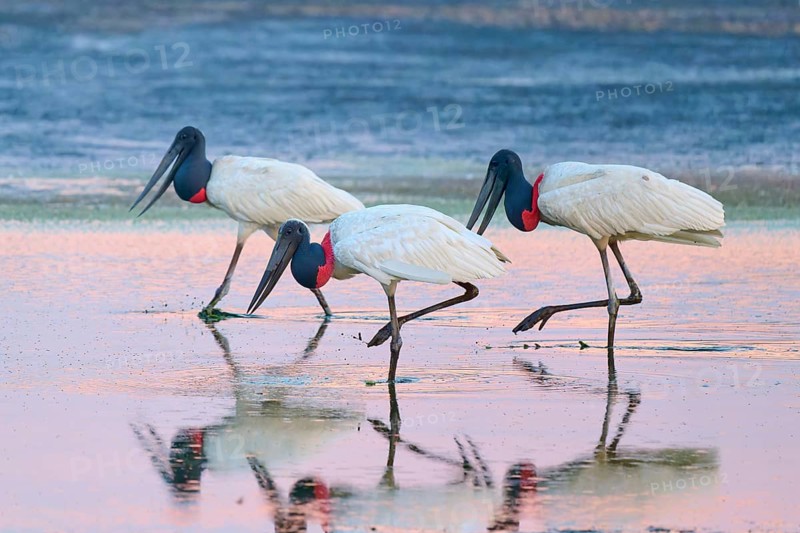 Three Jabirus walking in the water, their mirror images on the surface, Jabiru (Jabiru mycteria), Pantanal, Mato Grosso, Brazil