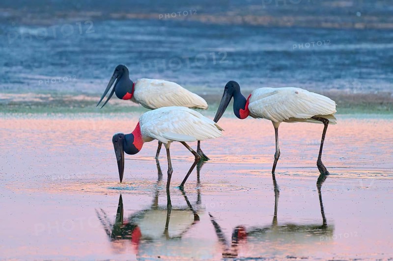 Three Jabirus standing in the water looking for food, reflected in the water, Jabiru (Jabiru mycteria), Pantanal, Mato Grosso, Brazil