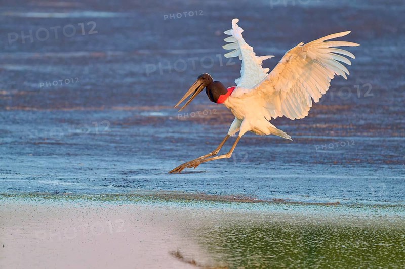 A large bird flies over water in the soft morning light and shows grace, Jabiru (Jabiru mycteria), Pantanal, Mato Grosso, Brazil