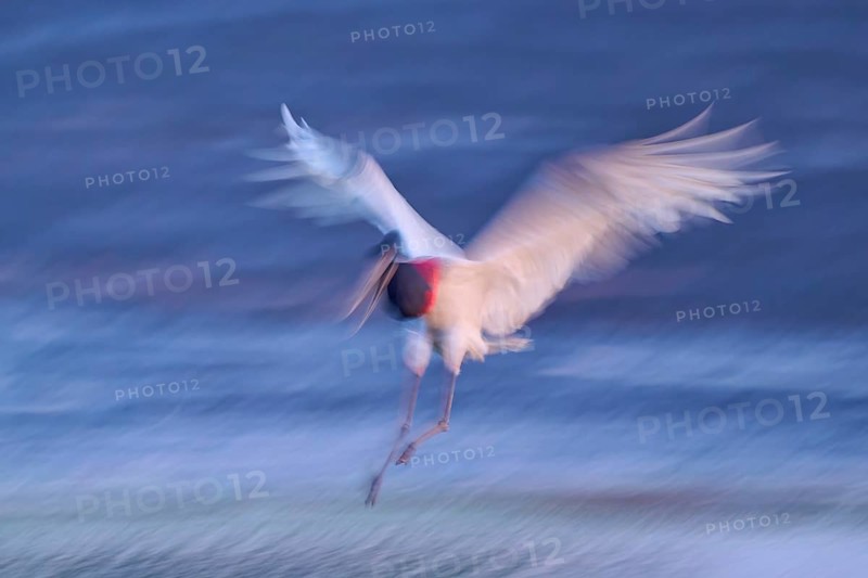 A bird in motion blur flies with outstretched wings over water in the evening light, Jabiru (Jabiru mycteria), Pantanal, Mato Grosso, Brazil