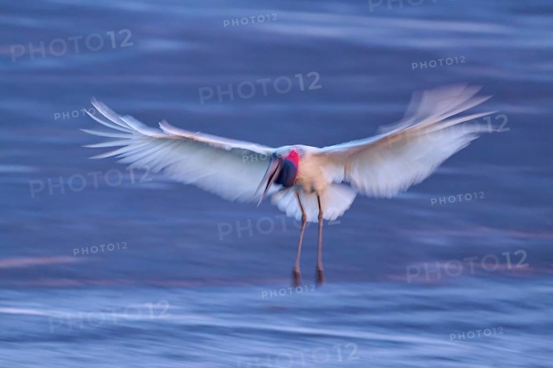 A bird in motion blur with spread wings in flight over a water surface, Jabiru (Jabiru mycteria), Pantanal, Mato Grosso, Brazil
