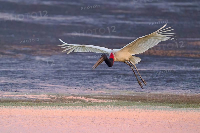 A stork flies over the water with its wings spread wide at sunset, Jabiru (Jabiru mycteria), Pantanal, Mato Grosso, Brazil