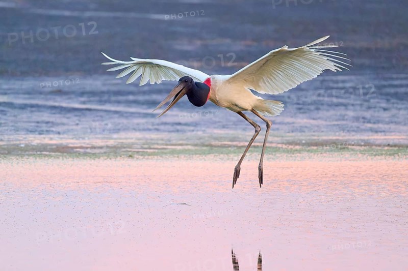 A Jabiru jumps and flies over the water, the sky is pink, Jabiru (Jabiru mycteria), Pantanal, Mato Grosso, Brazil