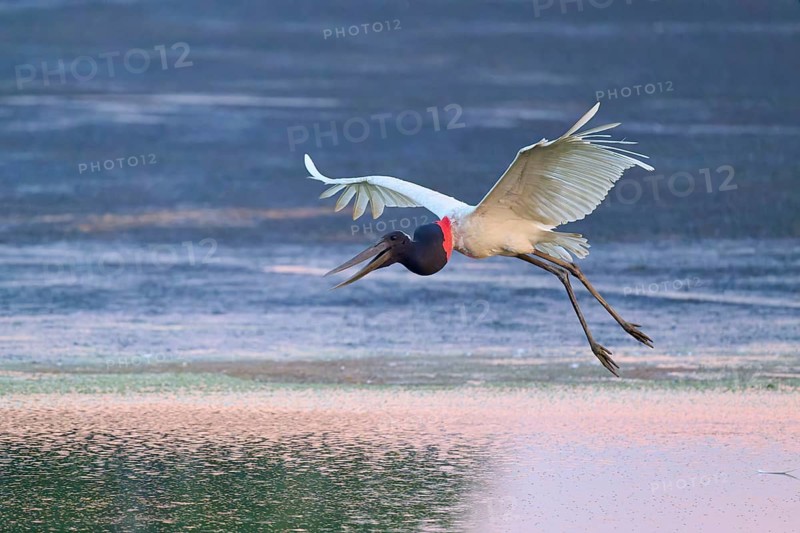 A flying Jabiru over calm water, wings spread, Jabiru (Jabiru mycteria), Pantanal, Mato Grosso, Brazil